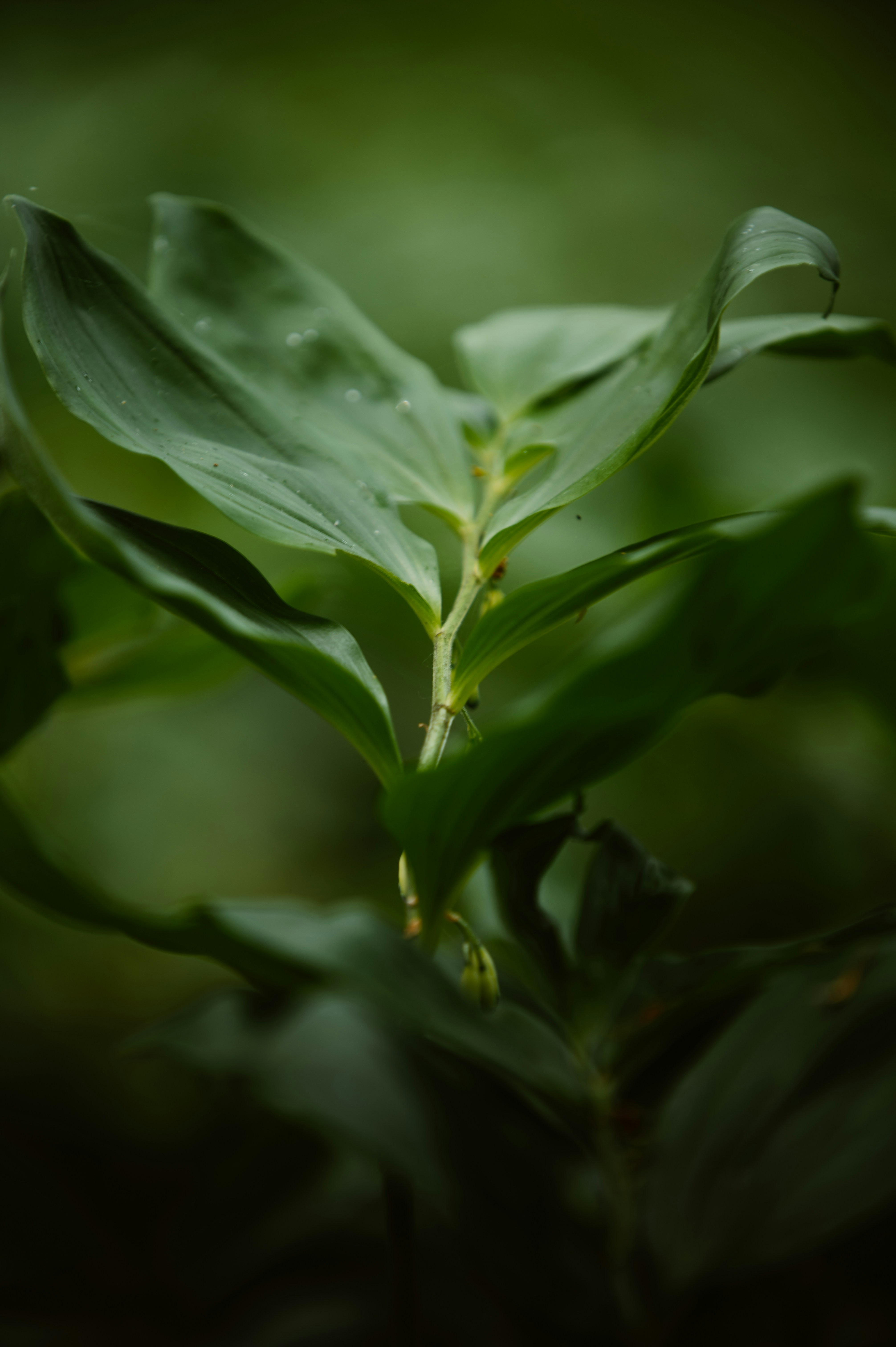 Photo by tamas_tuzeskatai