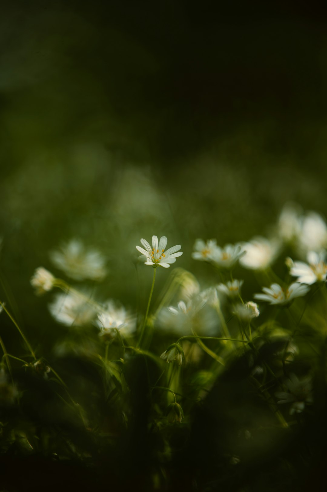 white and yellow flowers in tilt shift lens