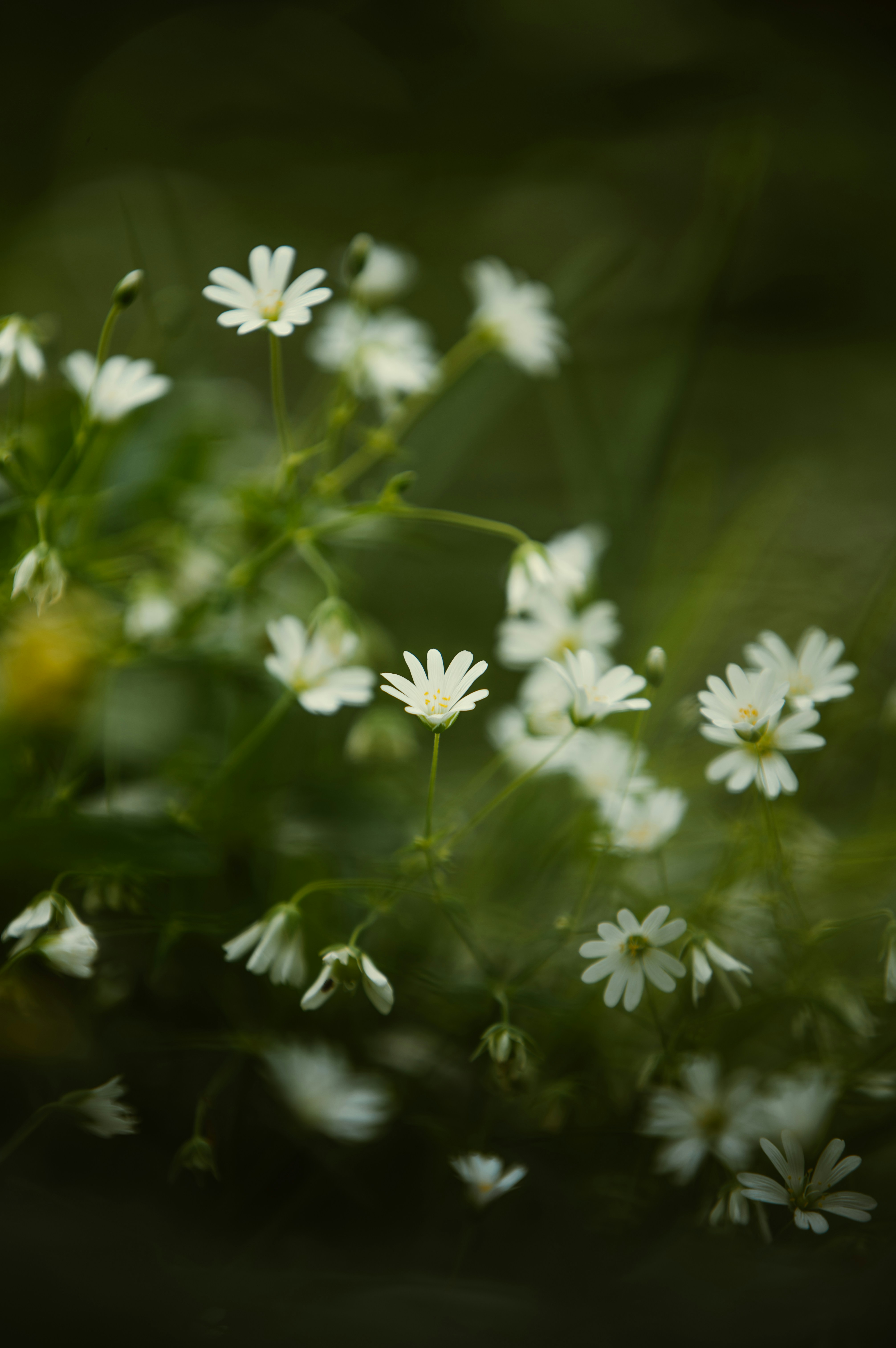 Photo by tamas_tuzeskatai