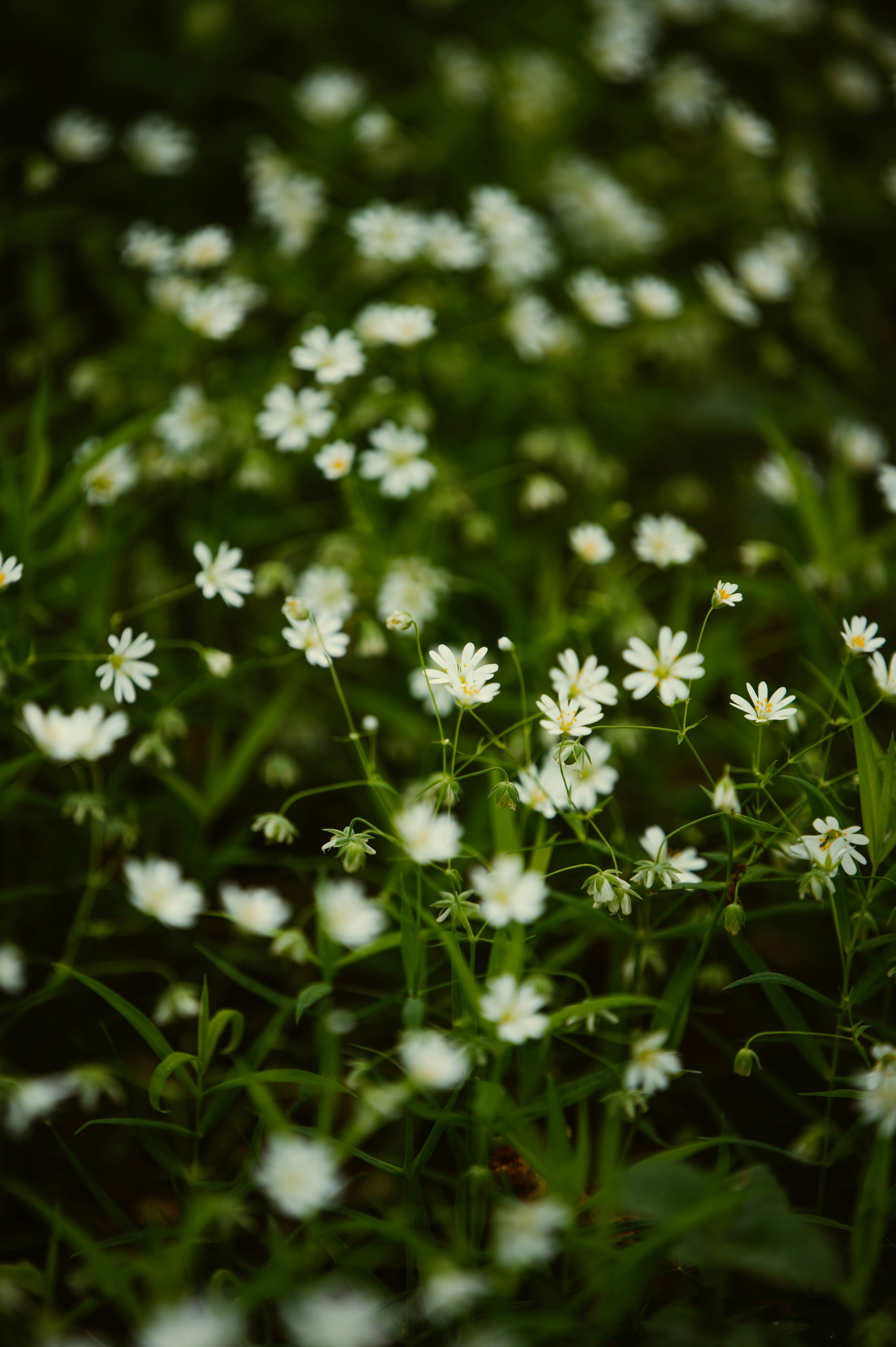 Photo by tamas_tuzeskatai