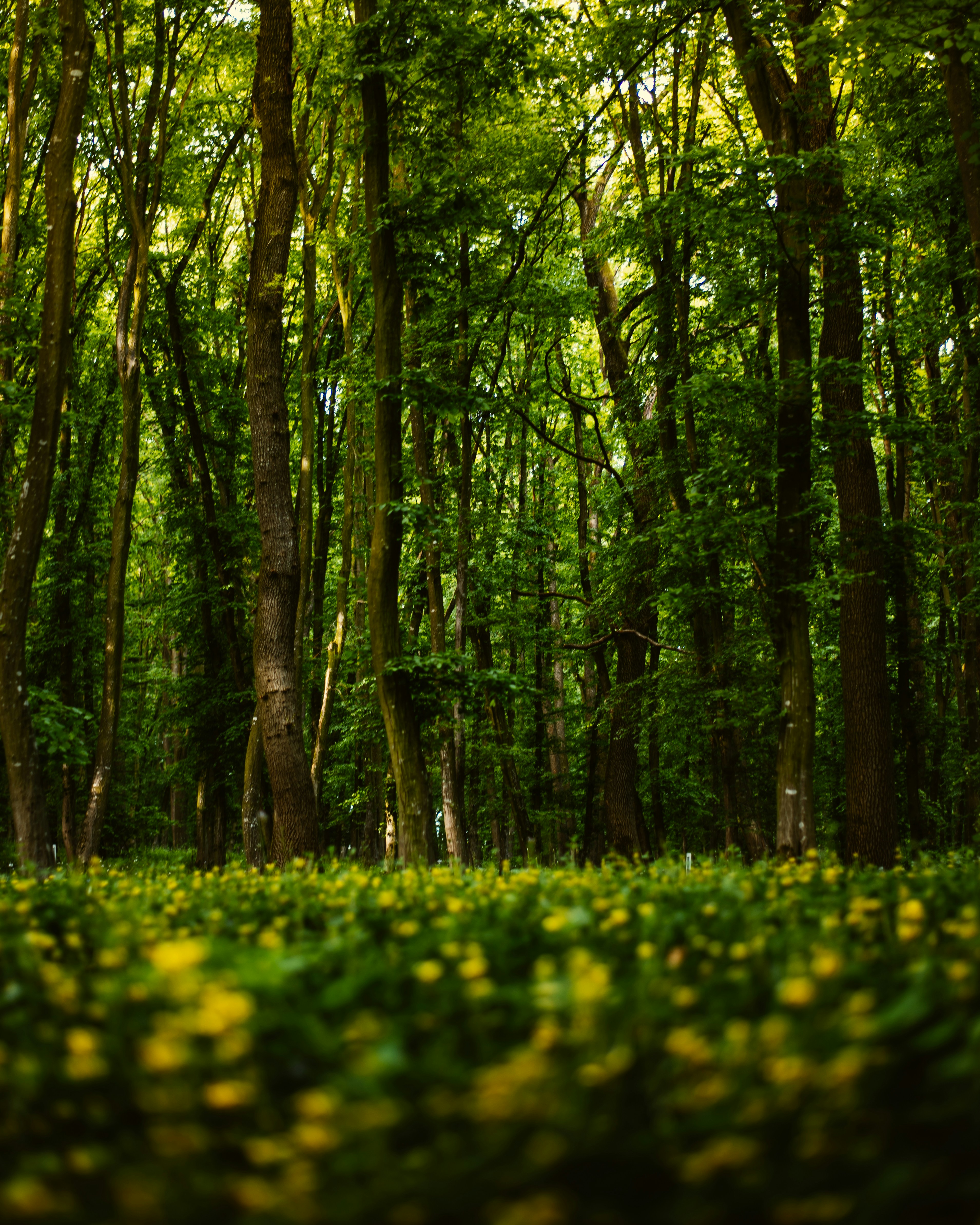 Photo by tamas_tuzeskatai