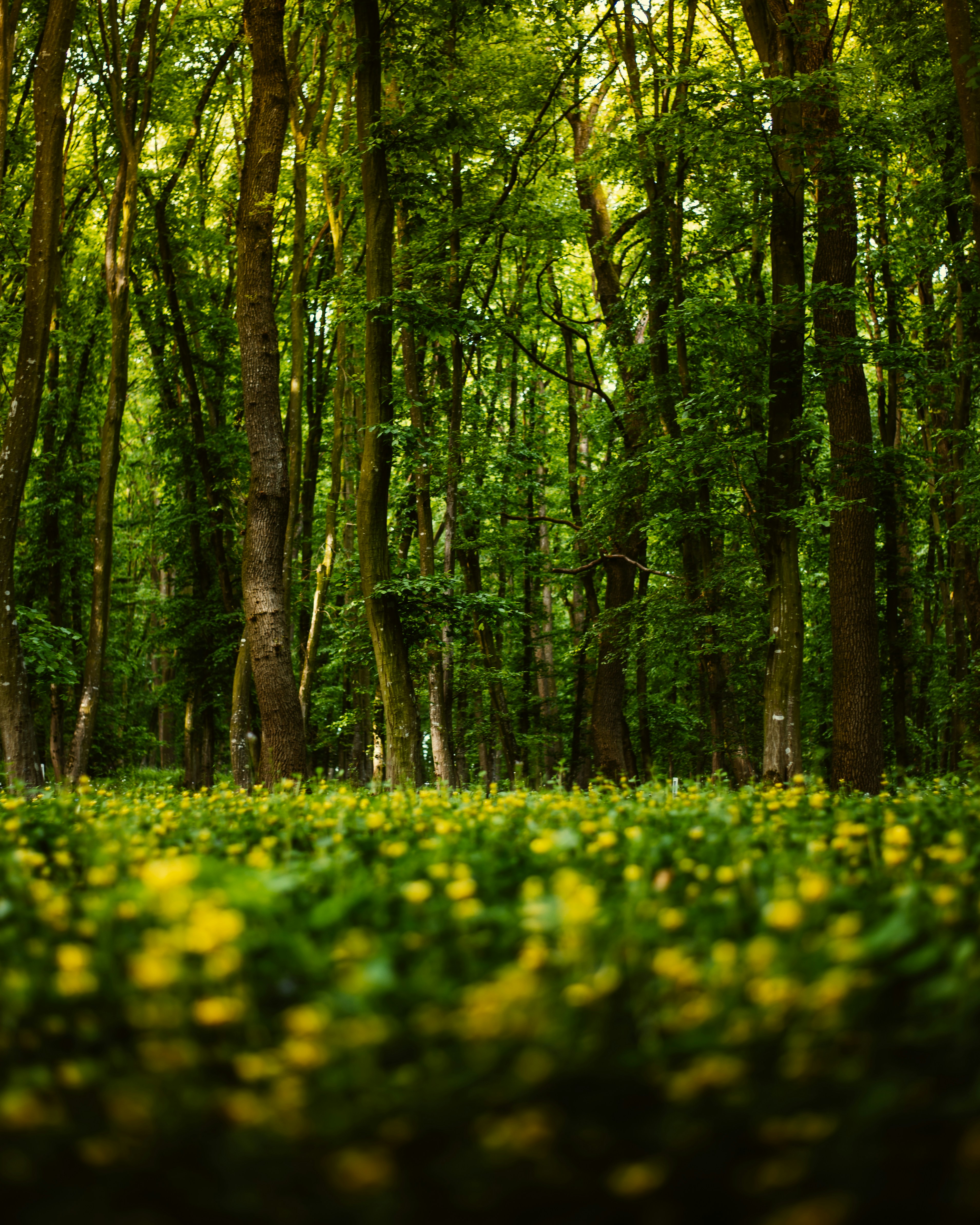 Photo by tamas_tuzeskatai