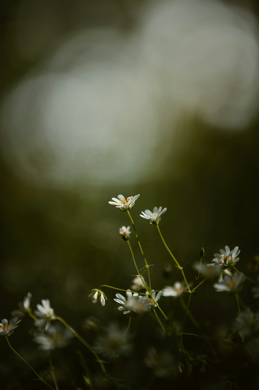 white flower in tilt shift lens