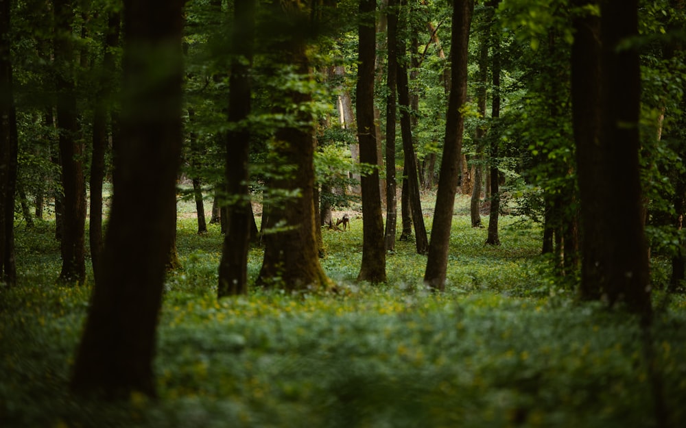 green grass and trees during daytime