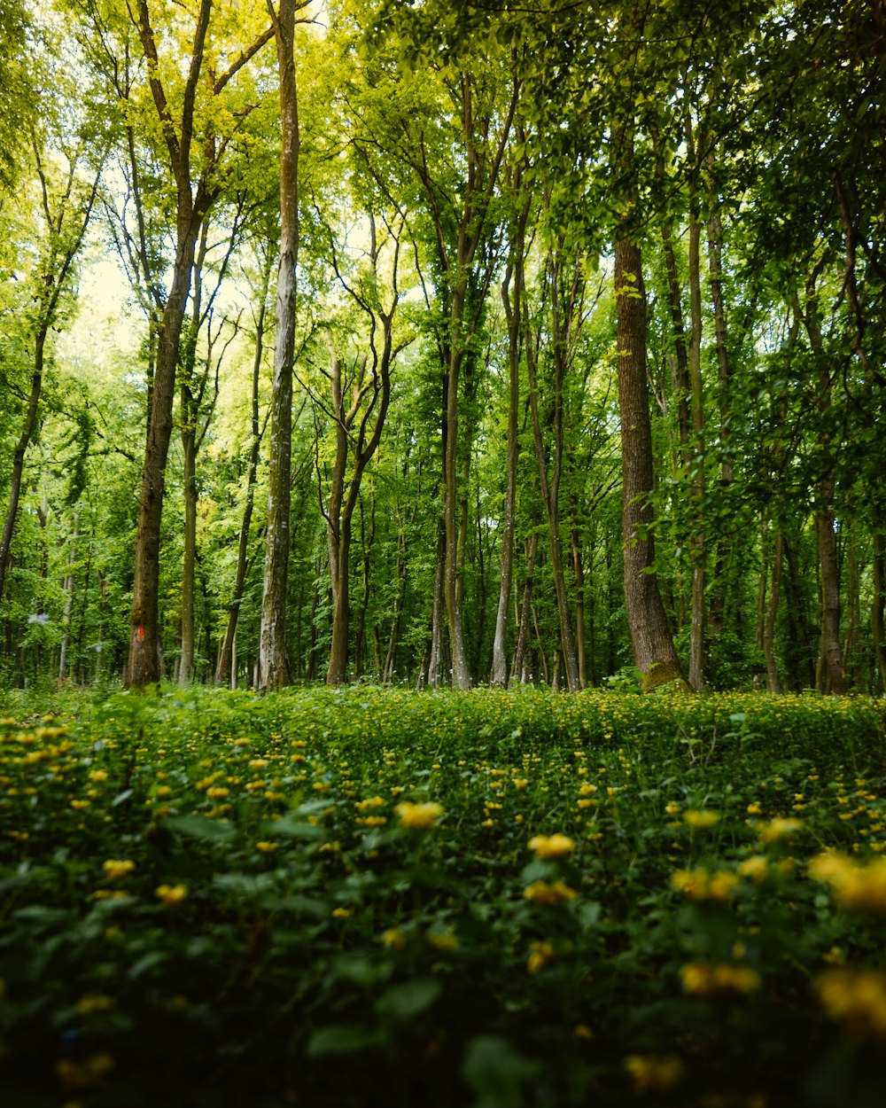 green grass field with trees