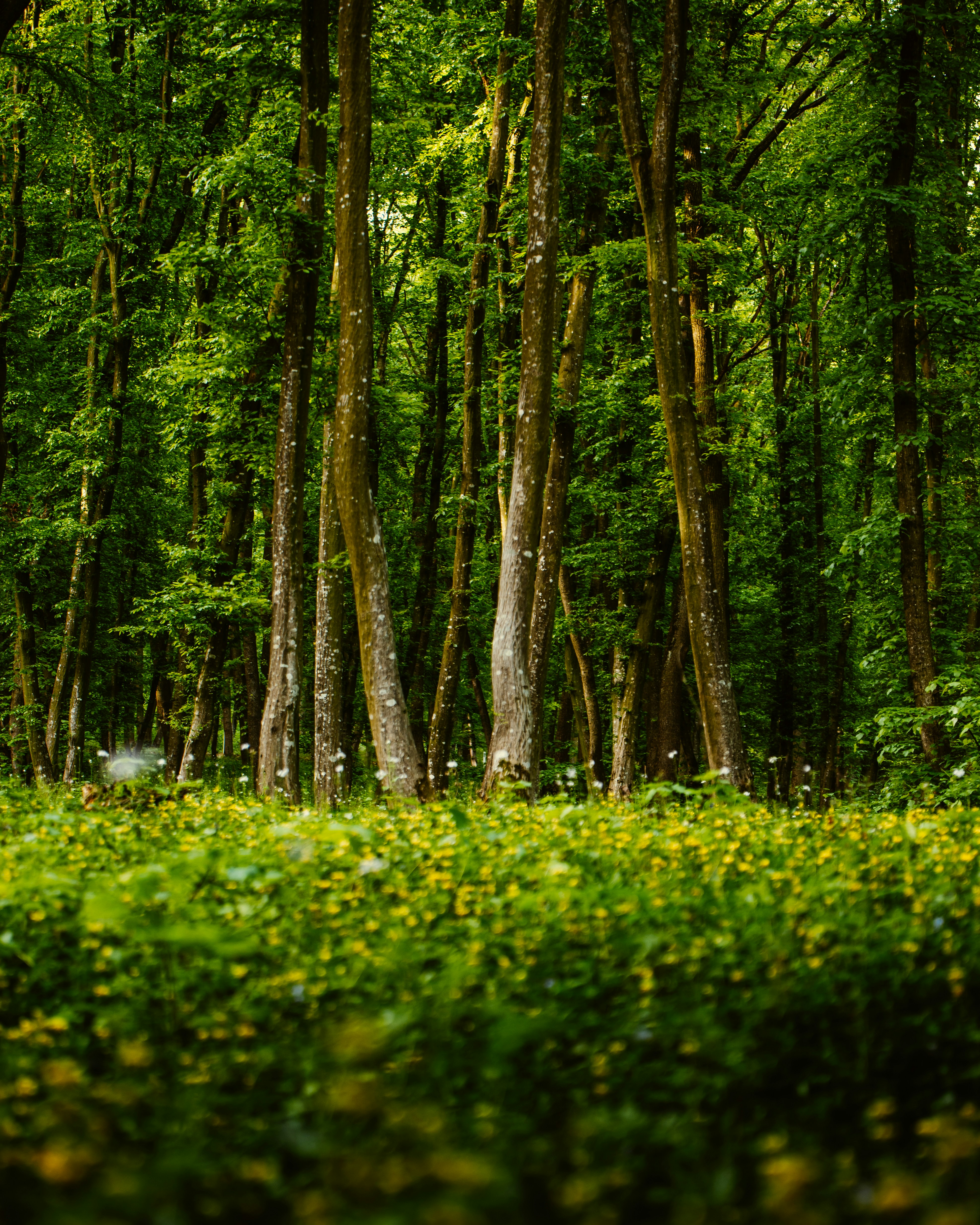 Photo by tamas_tuzeskatai