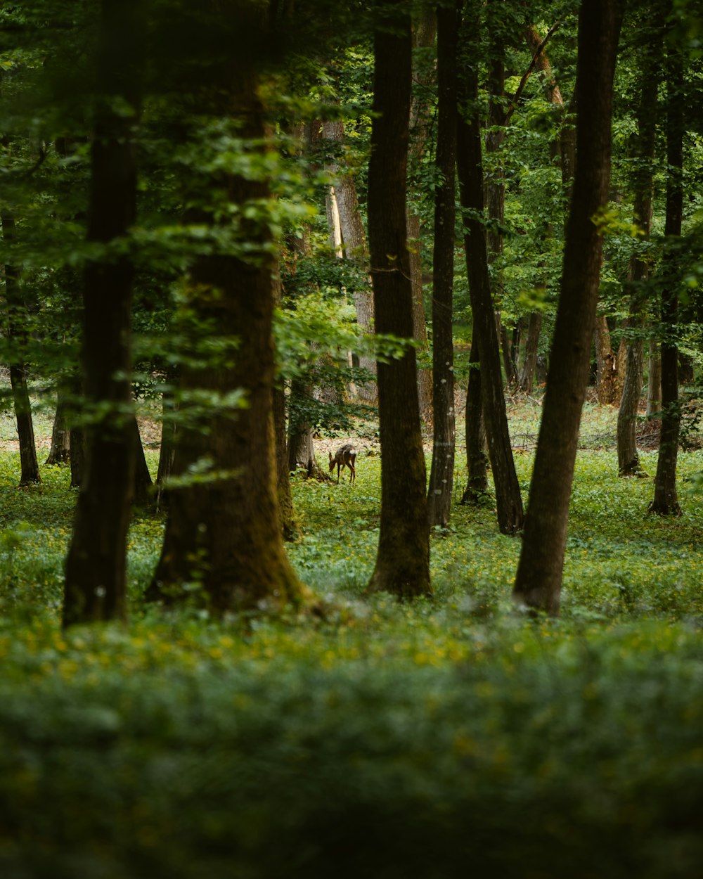 green grass and trees during daytime