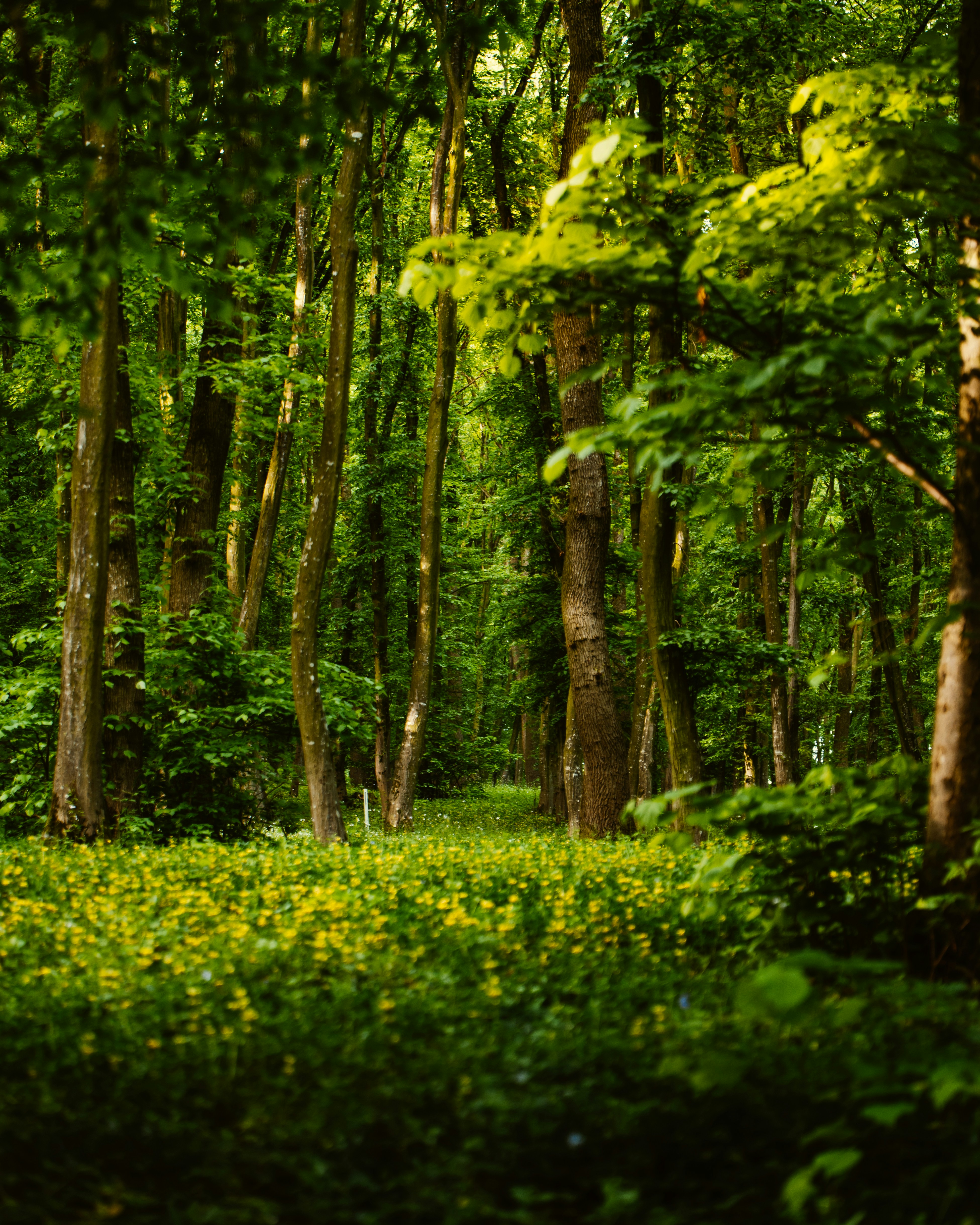 Photo by tamas_tuzeskatai