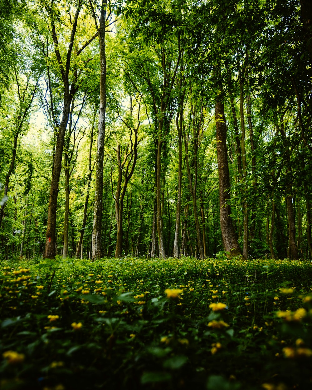 green grass and trees during daytime