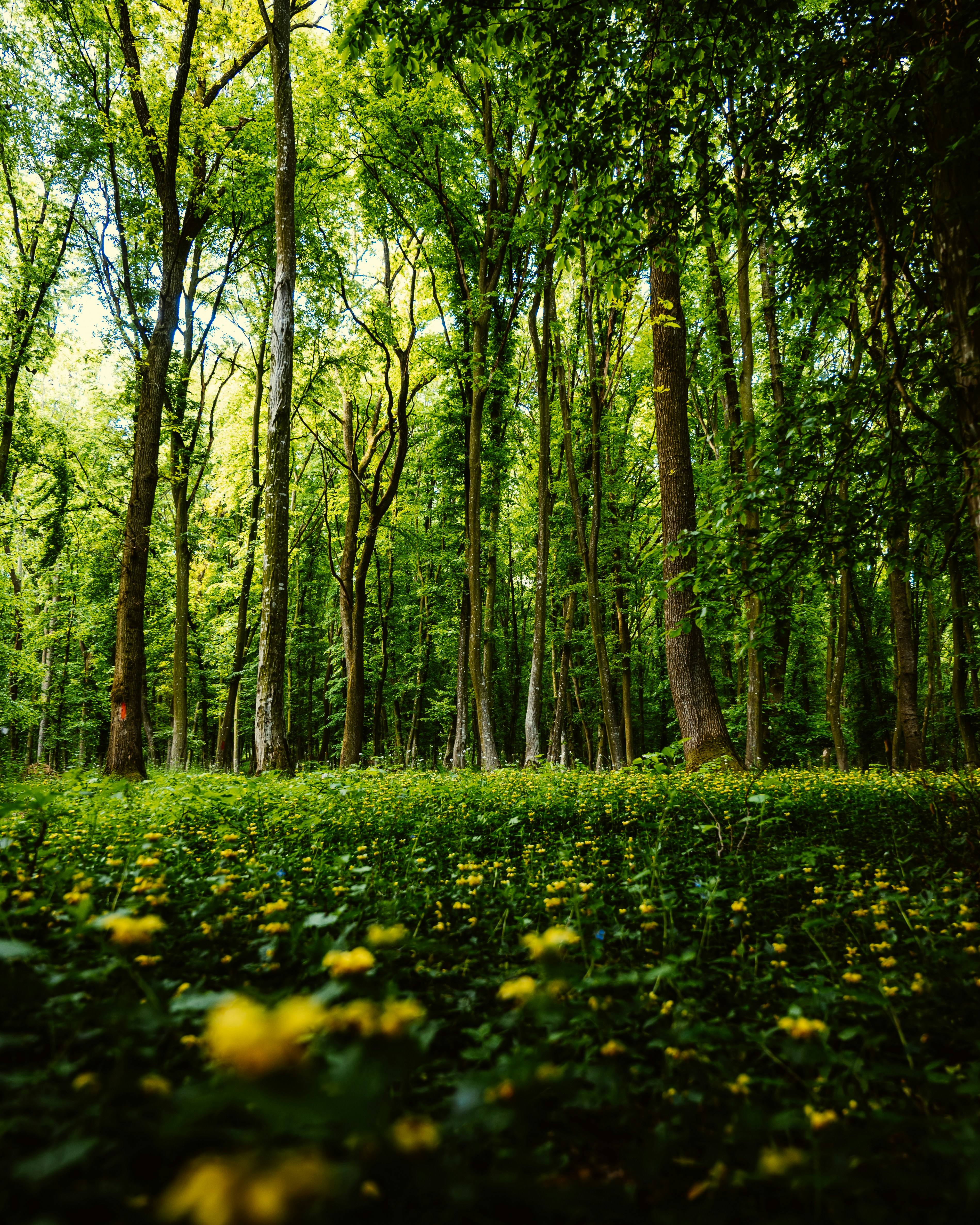 Photo by tamas_tuzeskatai