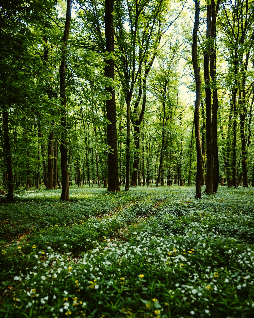 green grass and trees during daytime