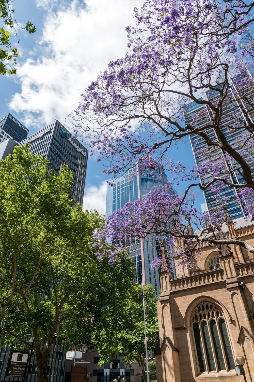 green trees near high rise buildings under blue sky during daytime