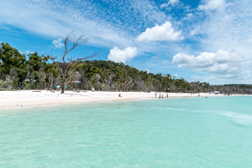 people on beach during daytime