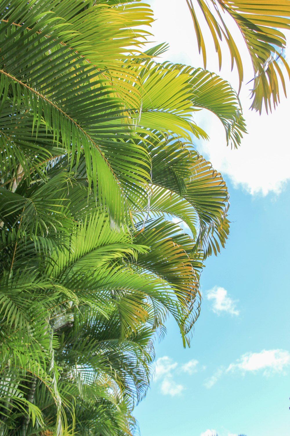 green palm tree under blue sky during daytime