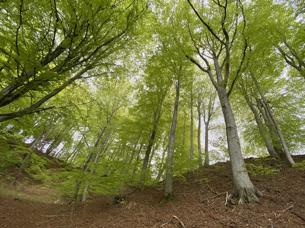 green trees on brown soil