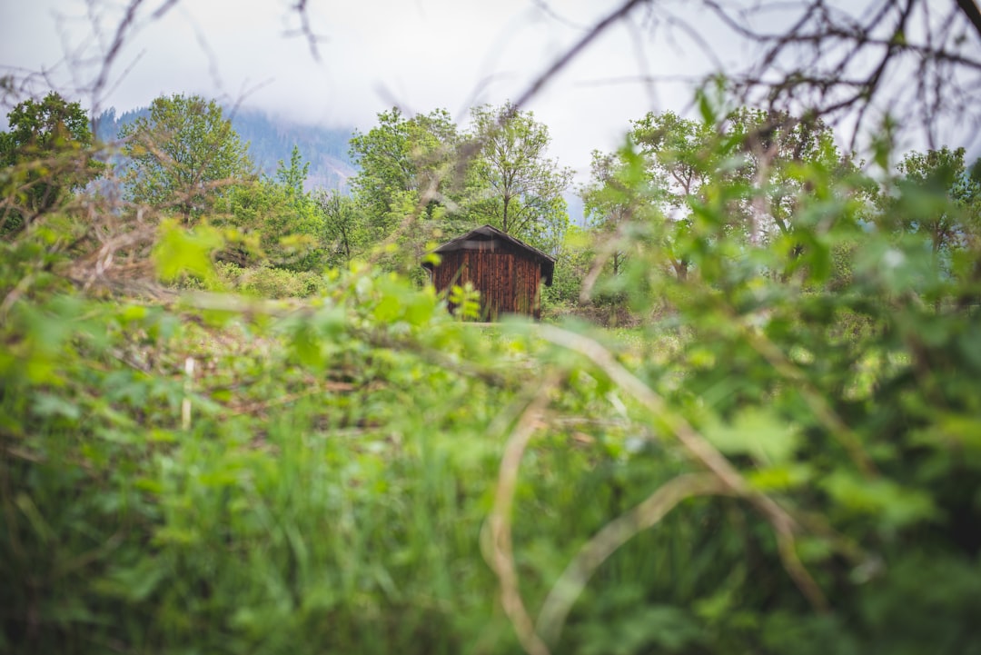 brown wooden house in the middle of green grass field