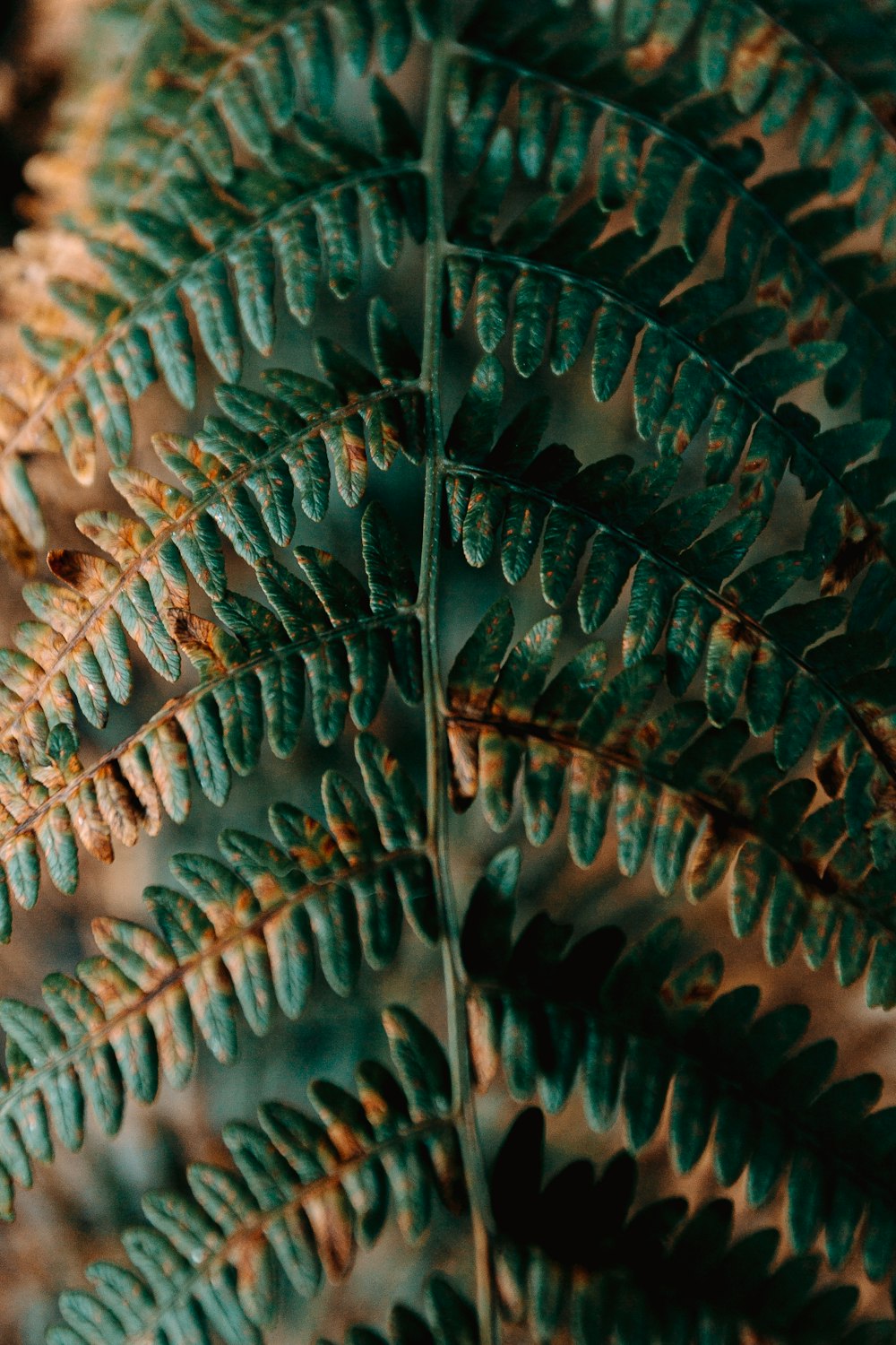 green and brown leaf plant