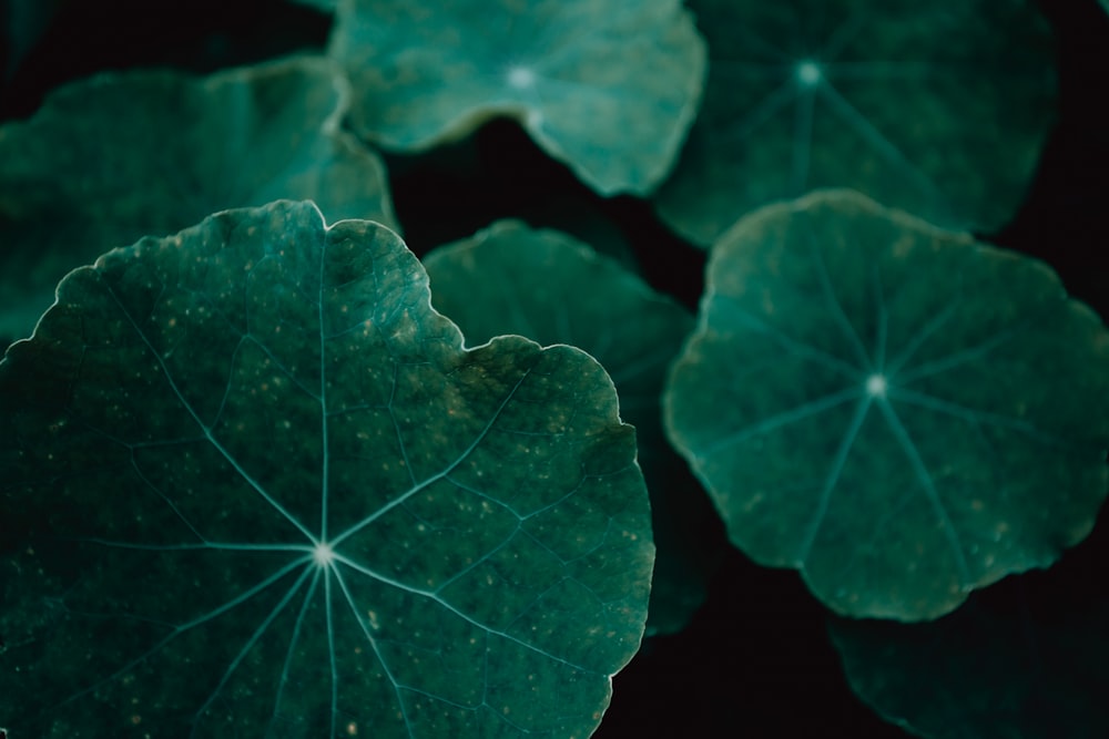 purple leaf with water droplets