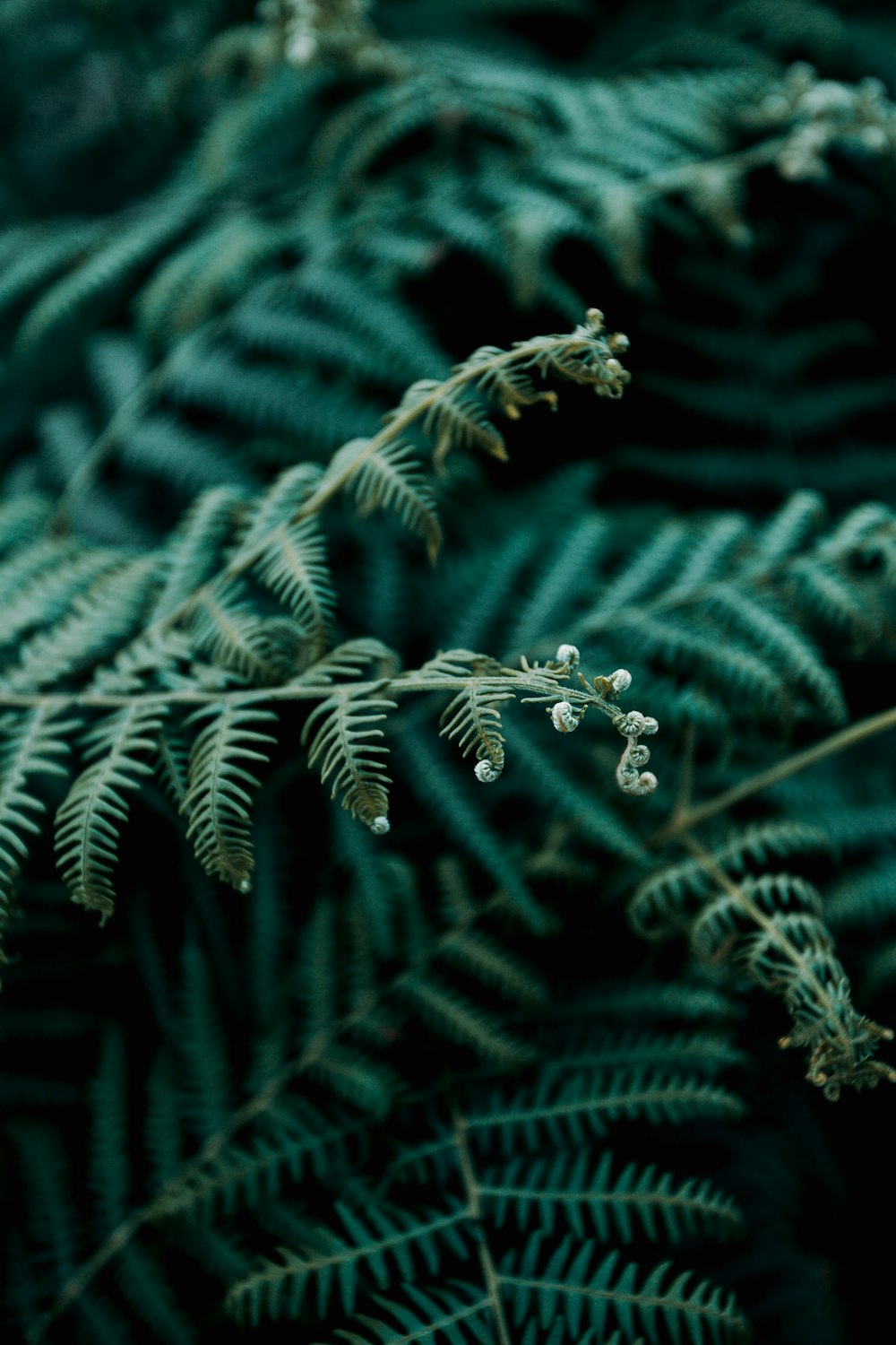 green fern plant in close up photography