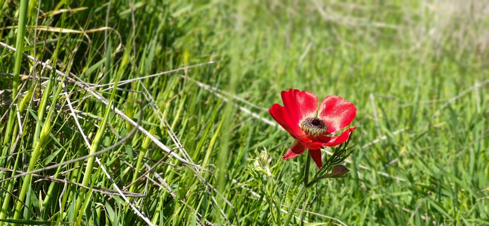 red flower on green grass during daytime