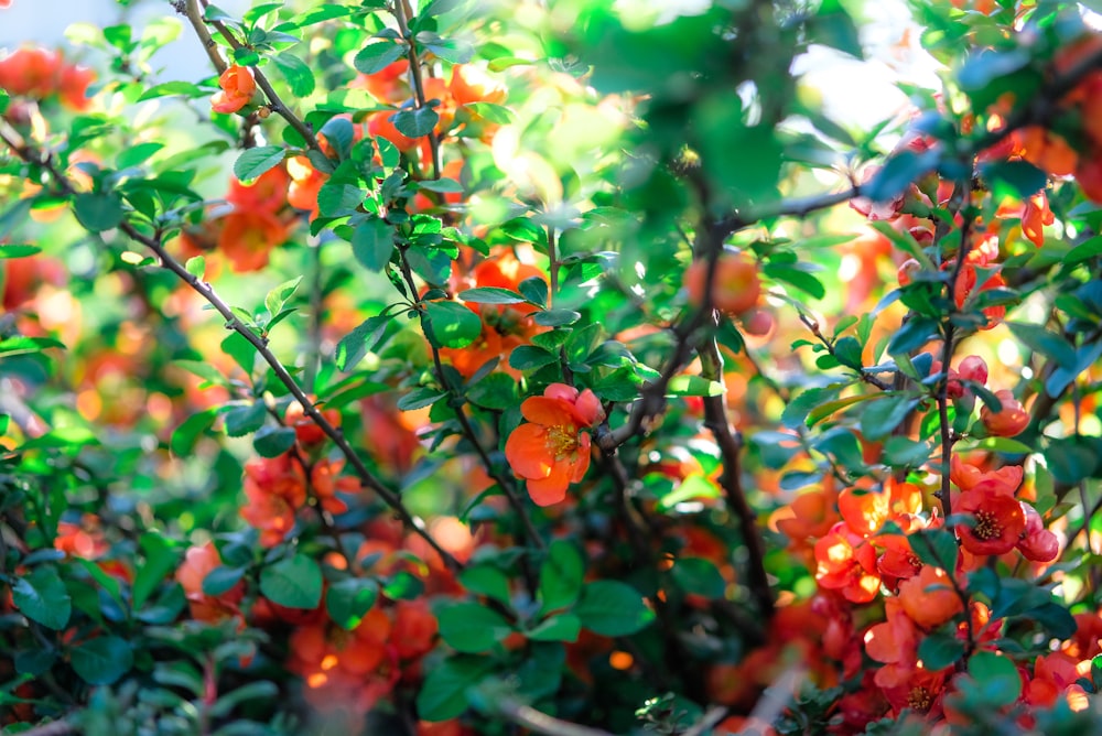 red and green leaves during daytime