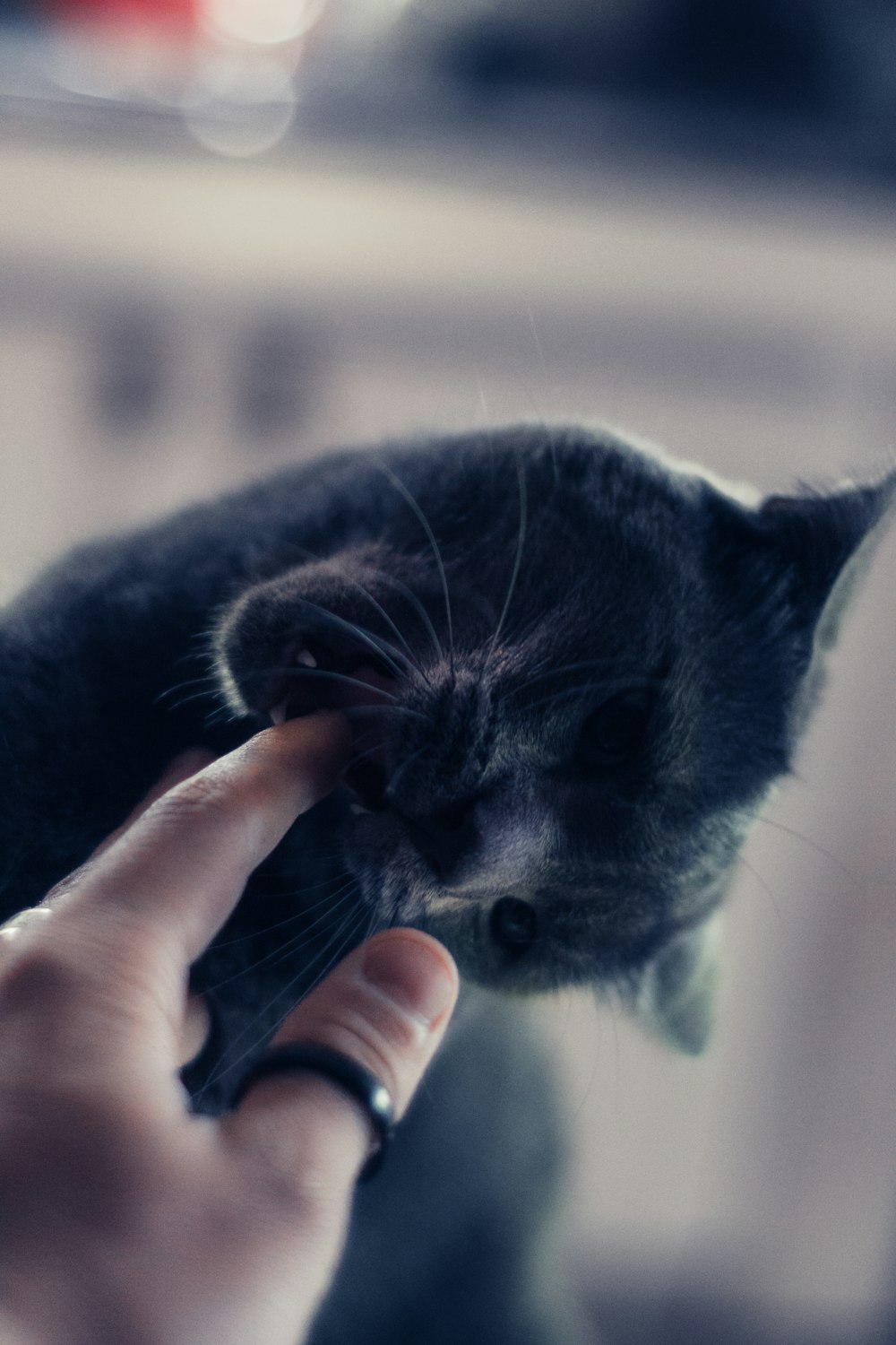 person holding black short fur cat