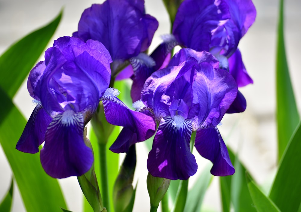 purple flower in macro shot