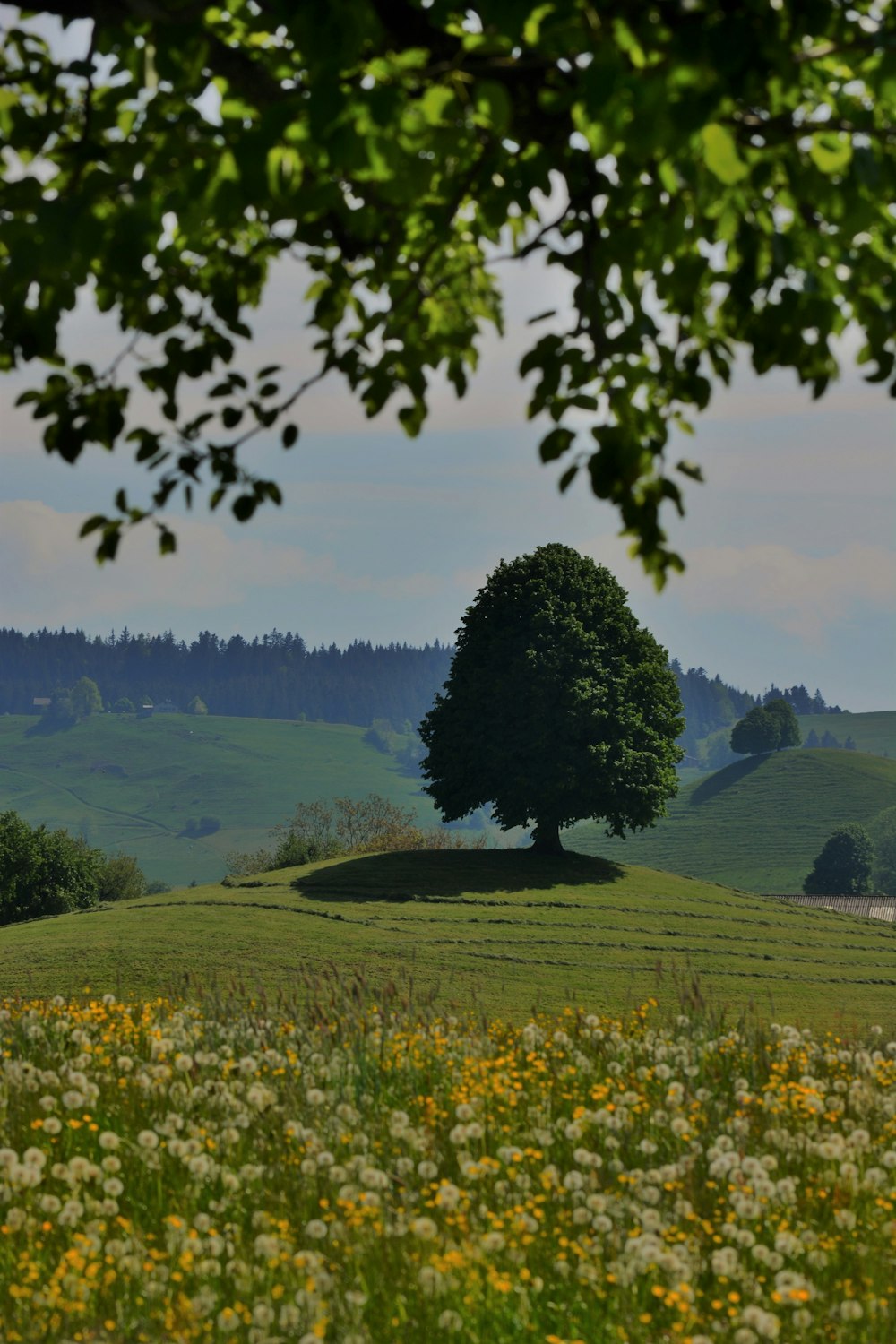 green grass field with trees under white clouds and blue sky during daytime