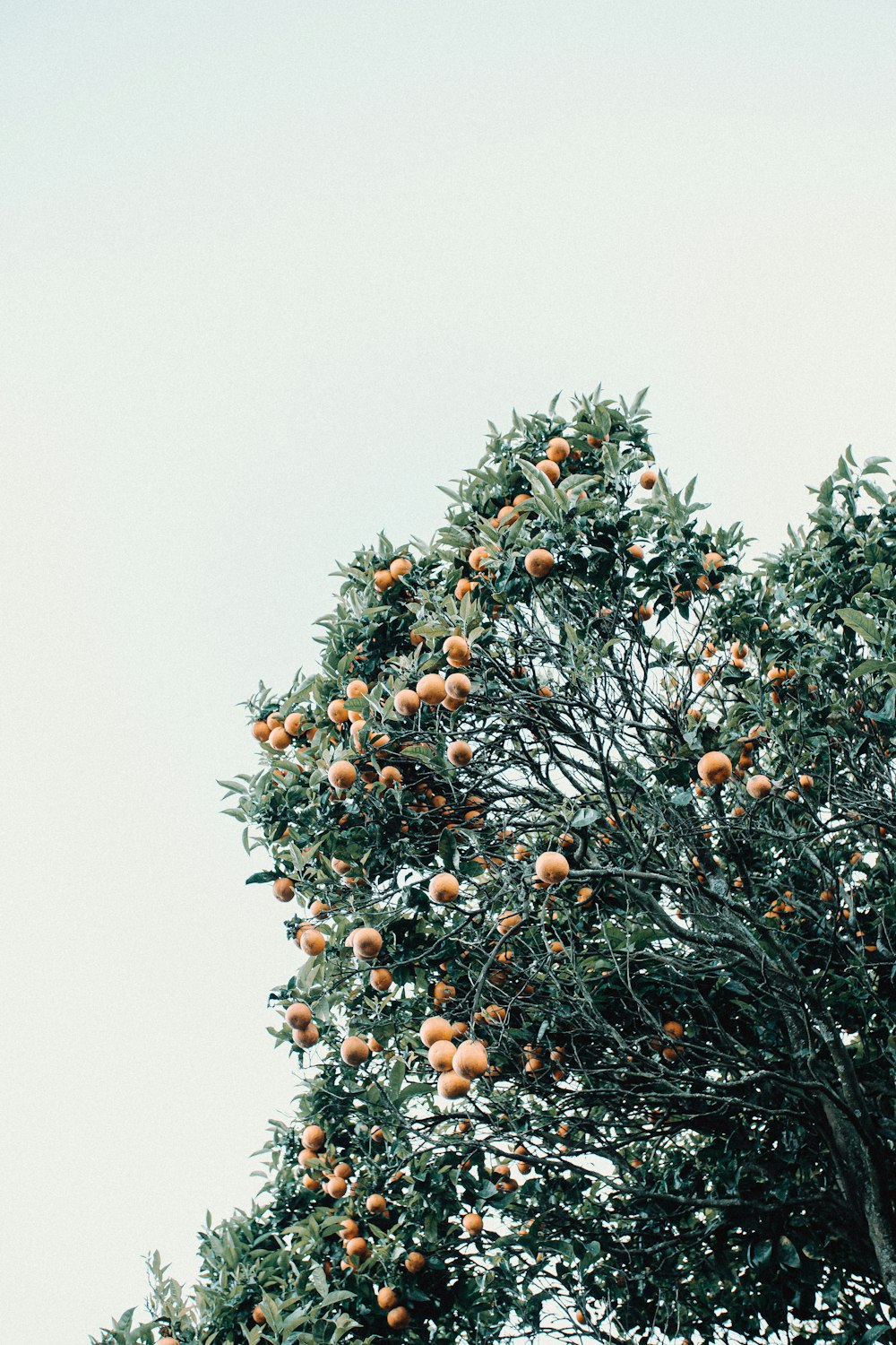 orange fruit on tree during daytime