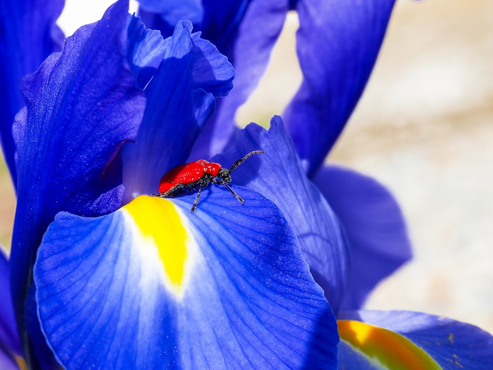 red and black bug on blue flower