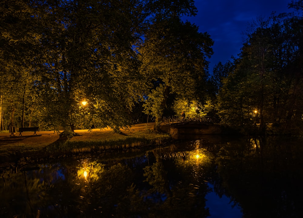 trees near body of water during night time