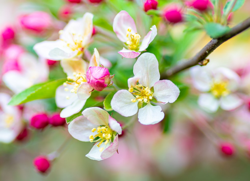 white and pink cherry blossom in close up photography