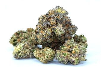 Several dense cannabis buds with visible trichomes and vibrant hues ranging from green to purple. The texture is rich with orange pistils woven throughout the surface, creating a frosty appearance.