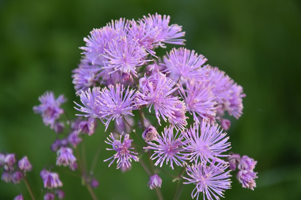 green plant in close up photography