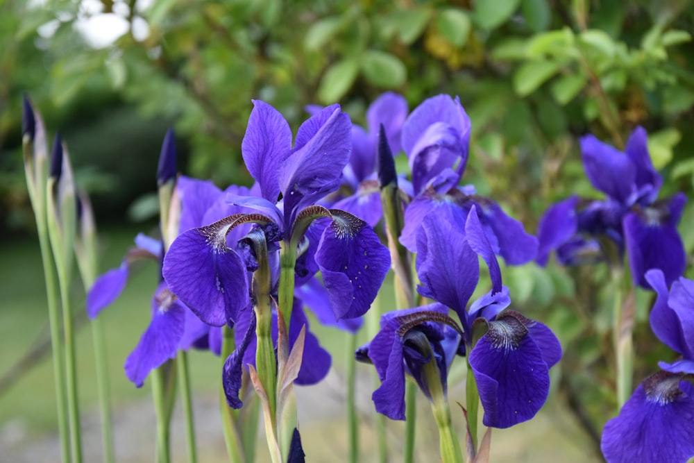 purple crocus flowers in bloom during daytime