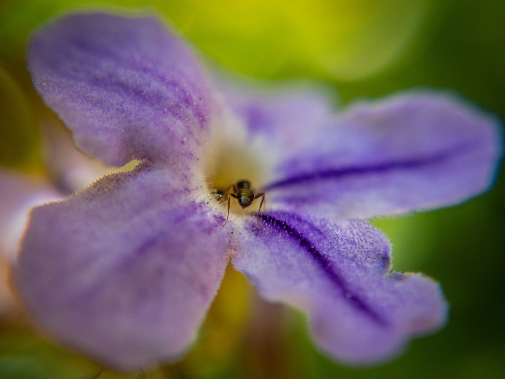 purple flower in macro shot