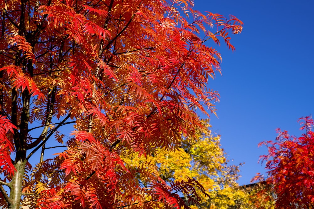 red and yellow leaves tree under blue sky during daytime