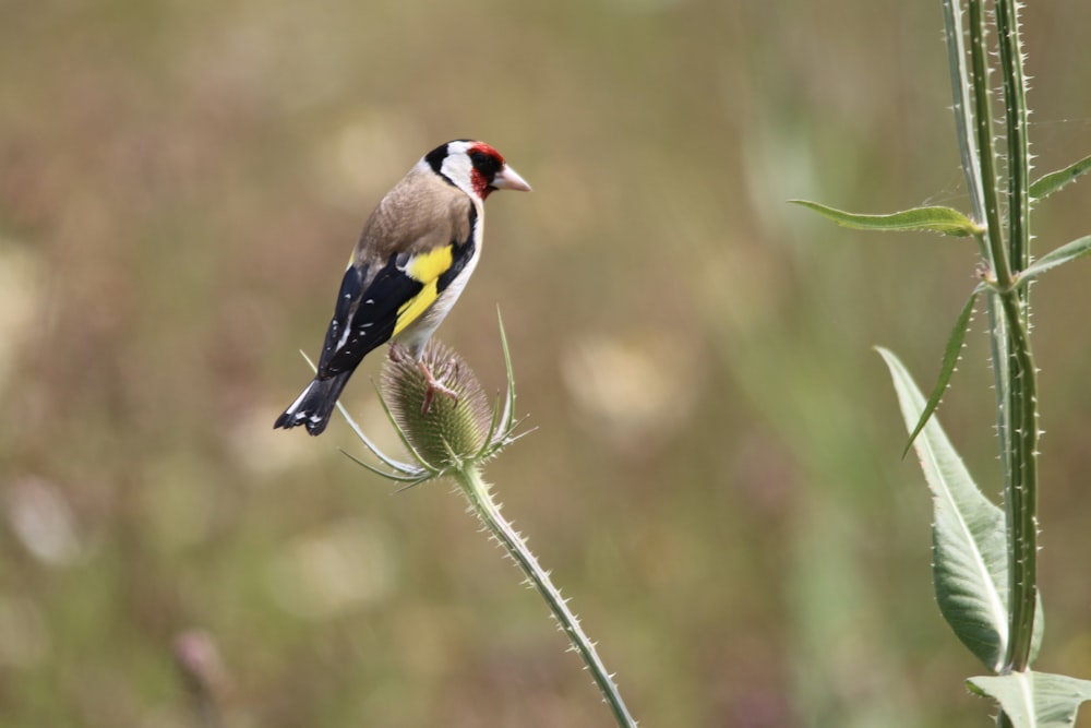 yellow black and white bird on green plant stem