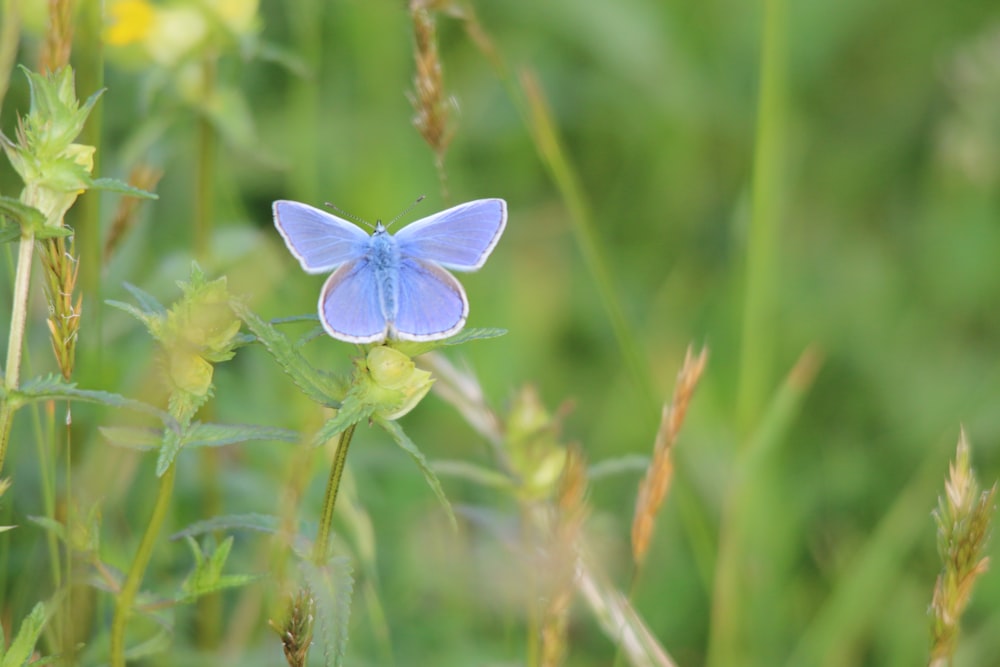 blue and white butterfly perched on green flower in close up photography during daytime