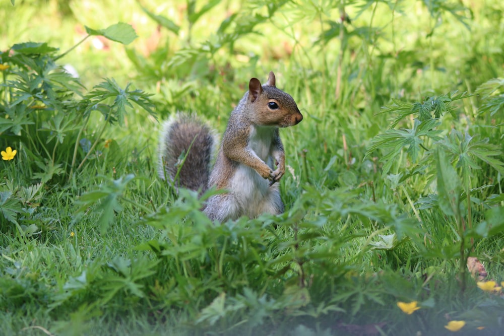 écureuil brun sur l’herbe verte pendant la journée