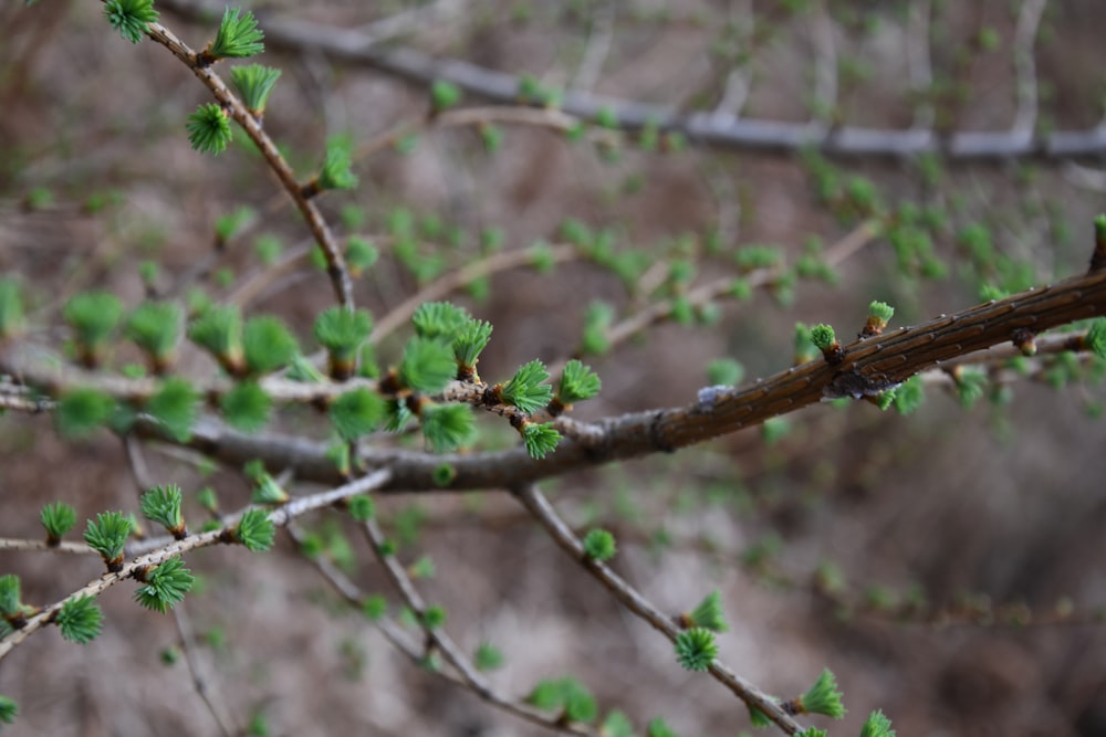 brown and black insect on green plant