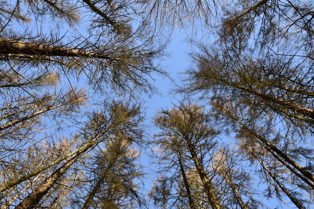 looking up at the tops of tall pine trees