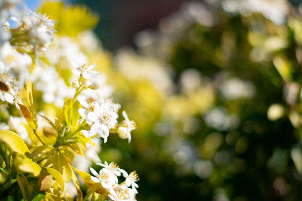 white and yellow flowers in tilt shift lens