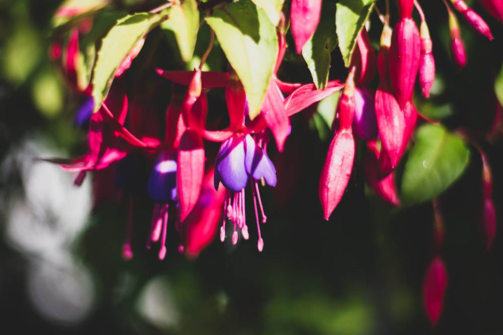 pink flowers with green leaves