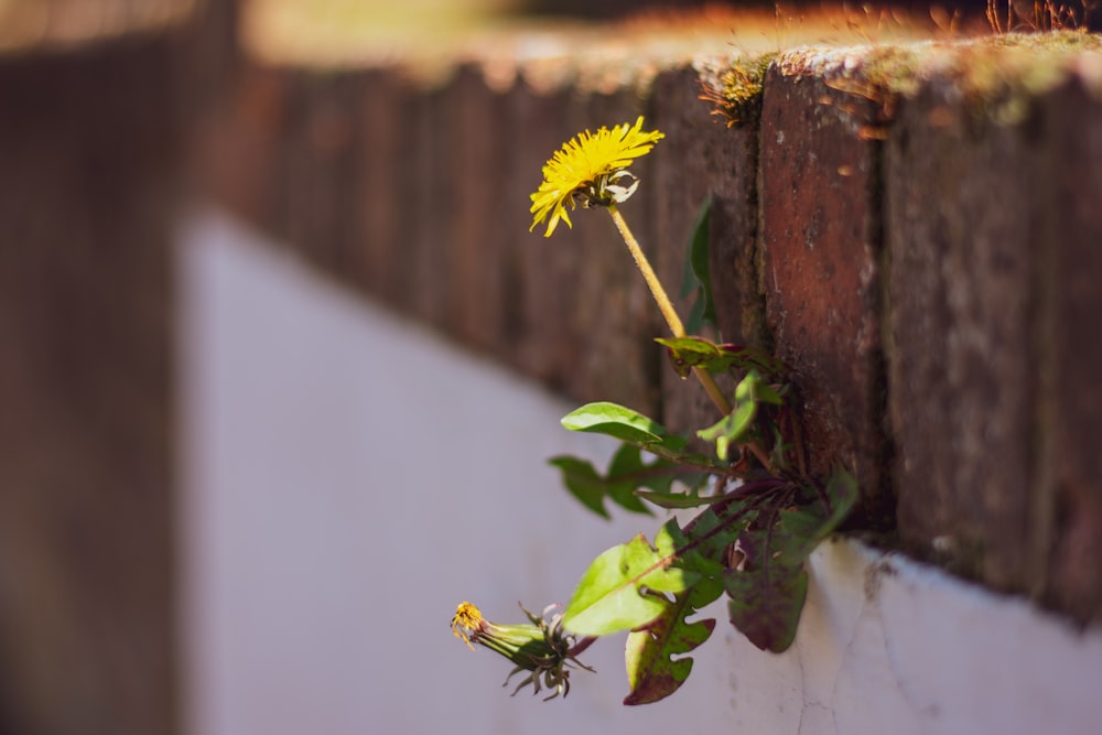 yellow sunflower in bloom during daytime