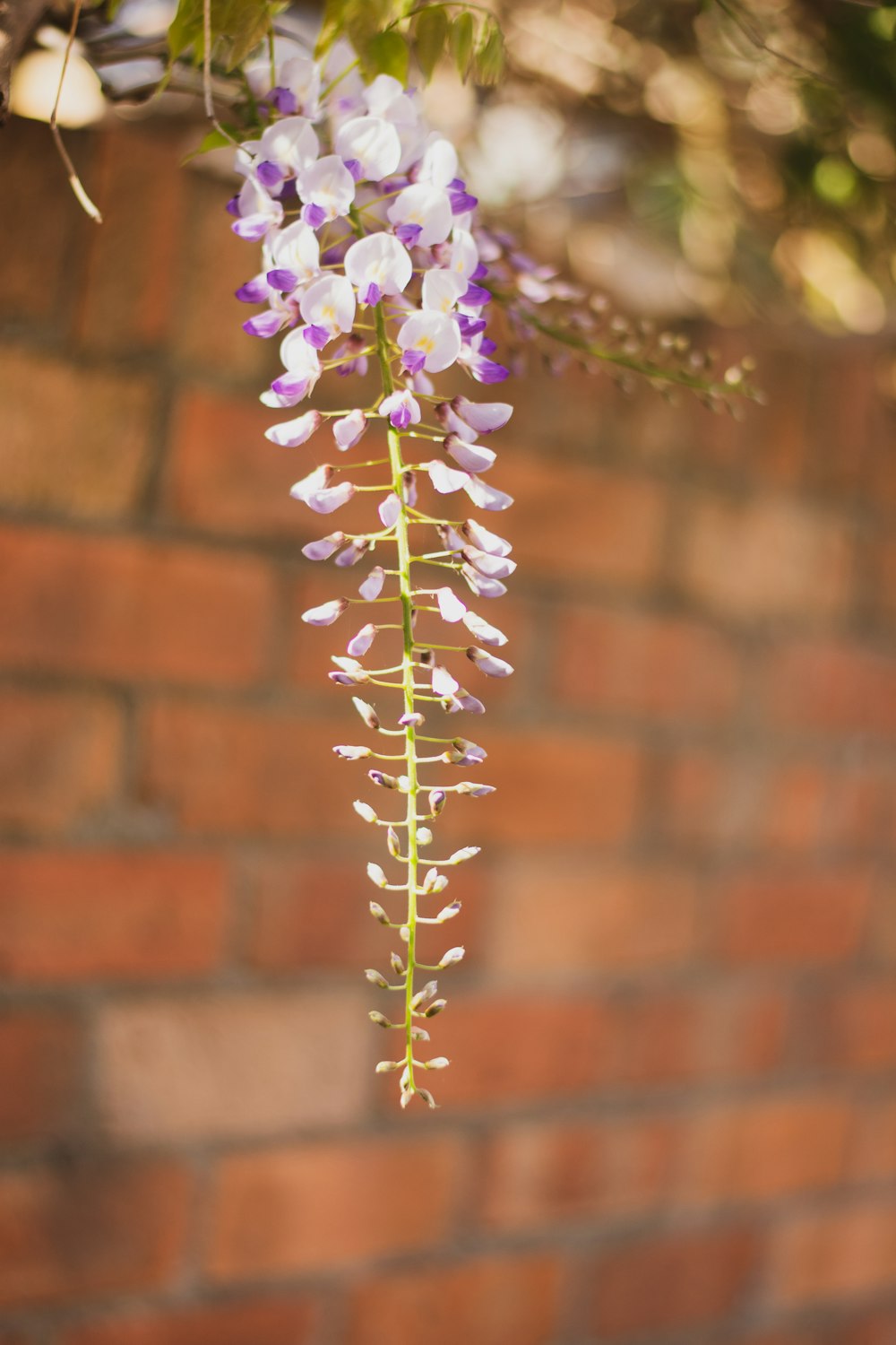 purple and white flower in tilt shift lens