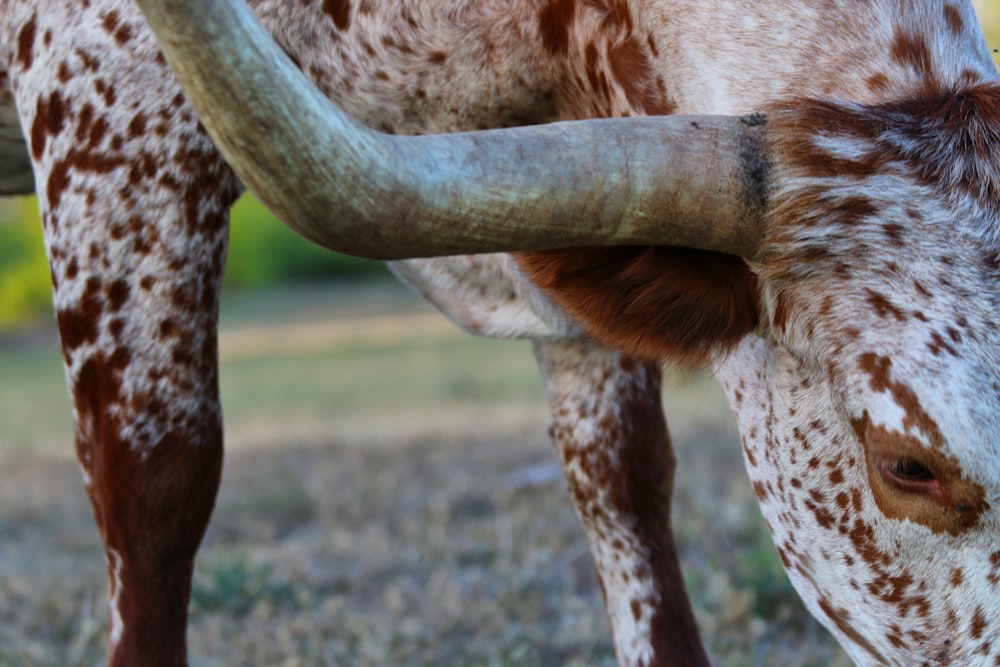 white and brown cow on green grass field during daytime