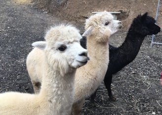 Three alpacas stand in a row on a rocky surface, displaying fluffy fur. The two lighter-colored alpacas have cream and beige coats, while the one in the back has black fur. They appear calm and inquisitive as they face the camera slightly to the side.