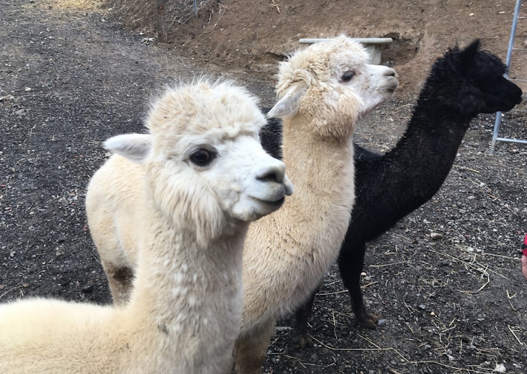 Three alpacas stand in a row on a rocky surface, displaying fluffy fur. The two lighter-colored alpacas have cream and beige coats, while the one in the back has black fur. They appear calm and inquisitive as they face the camera slightly to the side.