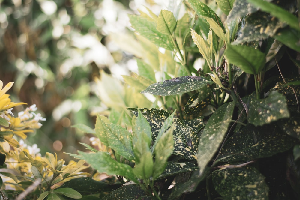 green leaves in tilt shift lens